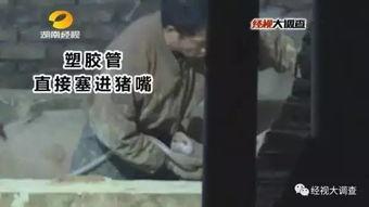 猪灌泥浆爆料视频,揭秘养殖场惊人内幕