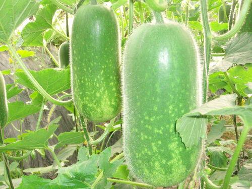 国内爆料吃瓜视频大全,一网打尽娱乐圈风云